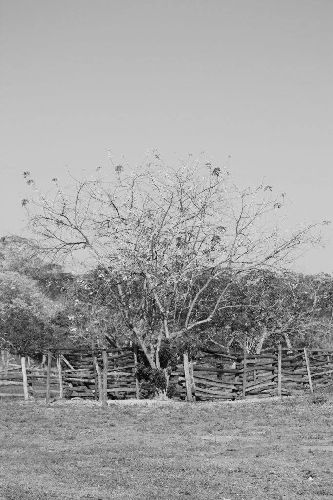 Begutachtung DuerrerBaum